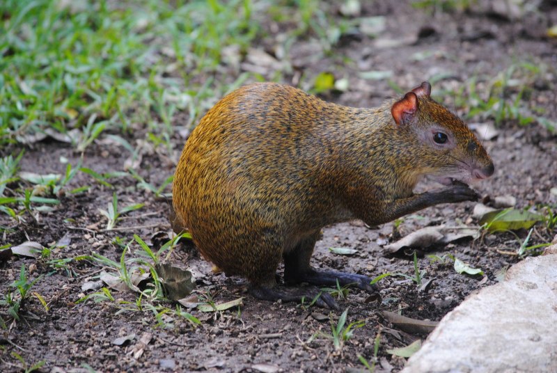 Агути горбатый