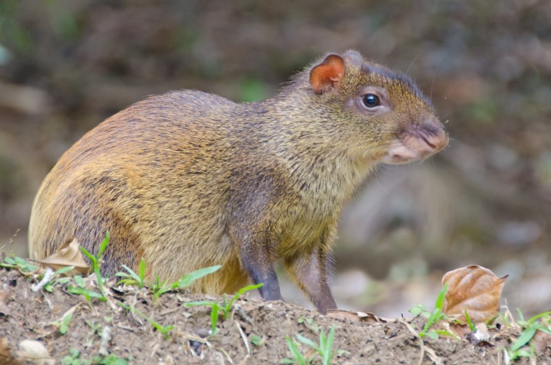 Агути Южная Америка