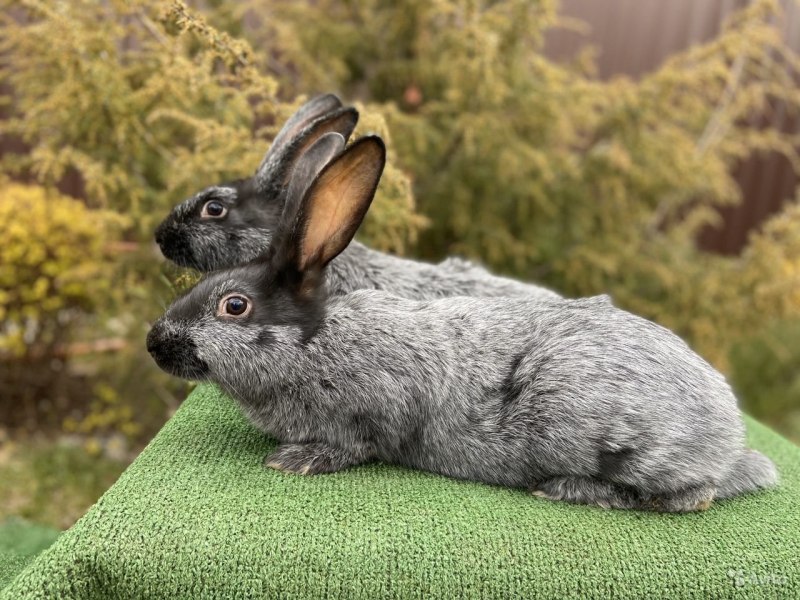 Агути кролик порода