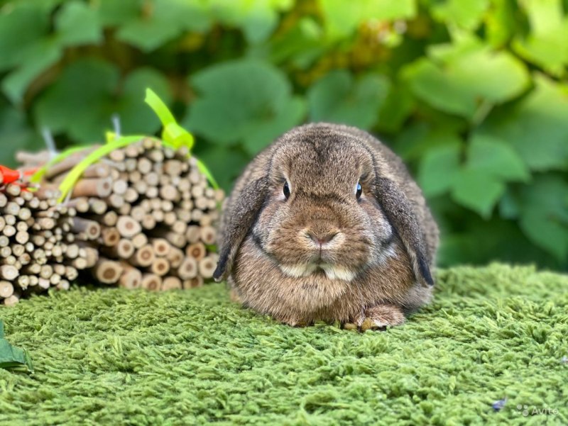 Аготи FNF фото