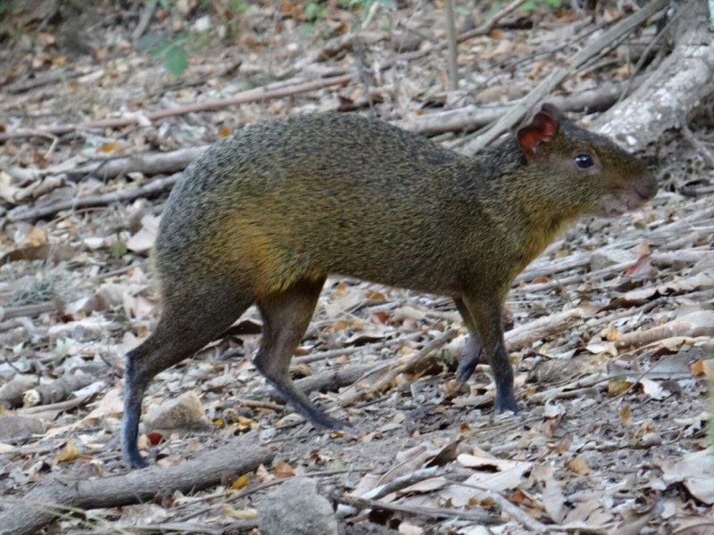 Крыса агути Лонг