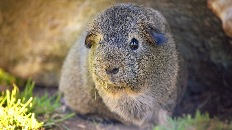 Бразильский агути