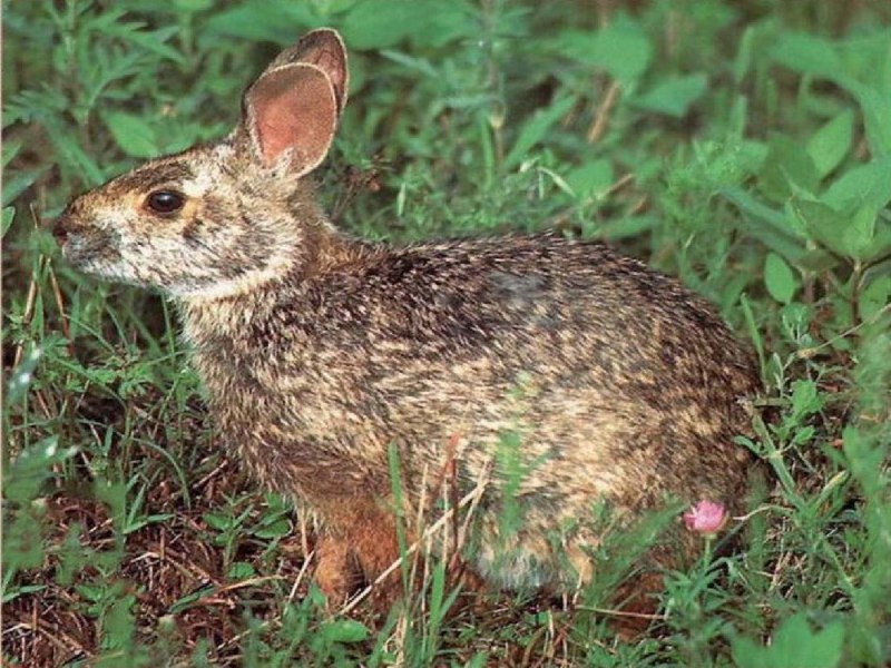 Фландр агути