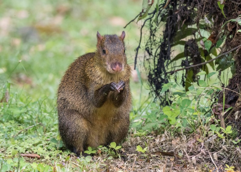 Бразильский агути