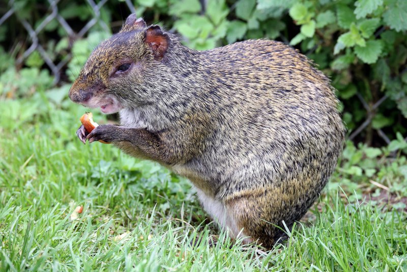 Кролик рекс агути