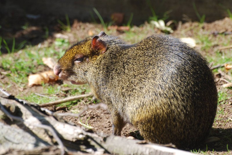 Горбатый заяц агути