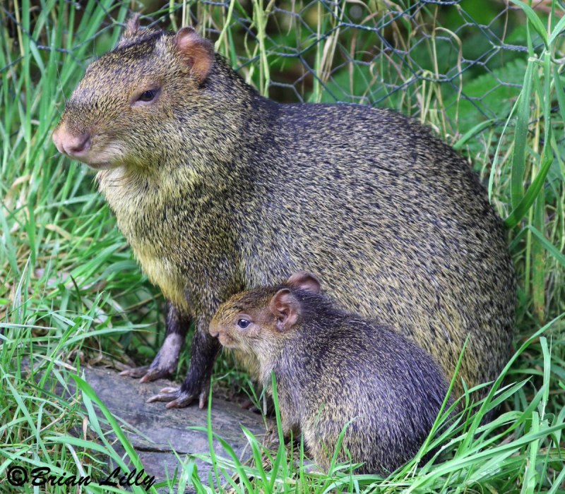 Агути (горбатые зайцы)