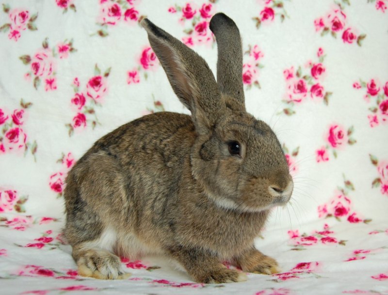 Кролик агути декоративный