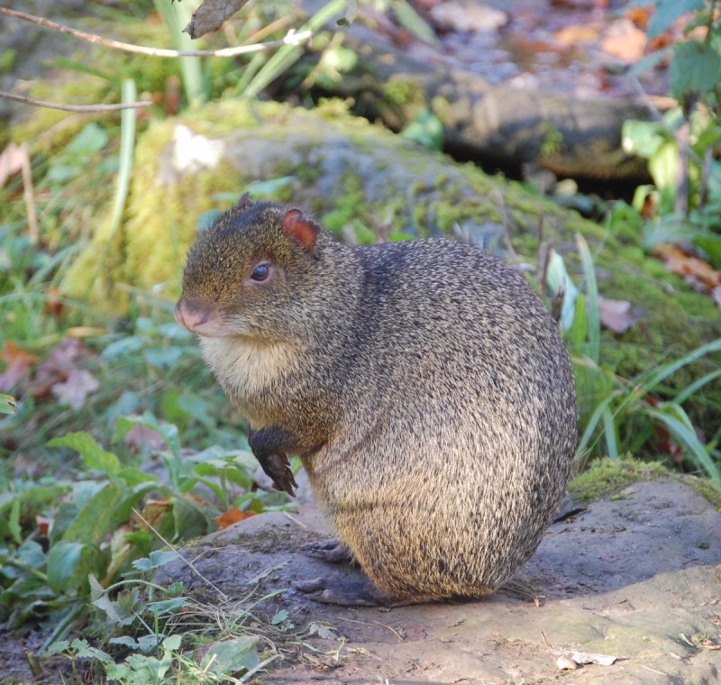 Горбатый заяц агути