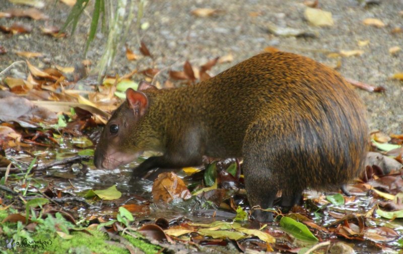 Горбатый заяц агути