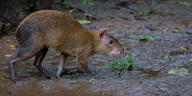 Горбатый заяц агути