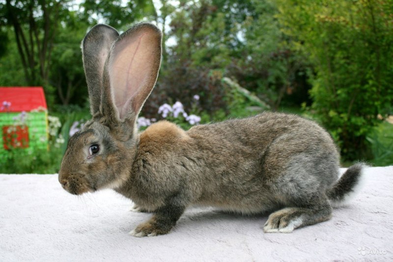 Роатанский агути