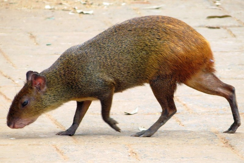 Where does Pig Live?