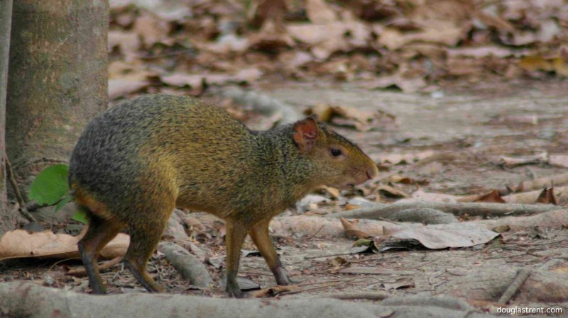 Болезнь агути