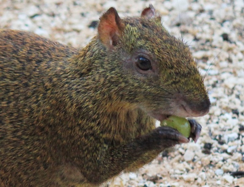 Горбатый заяц агути