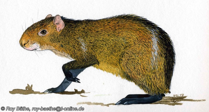 Кролик агути