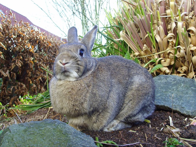 Калифорния кролики