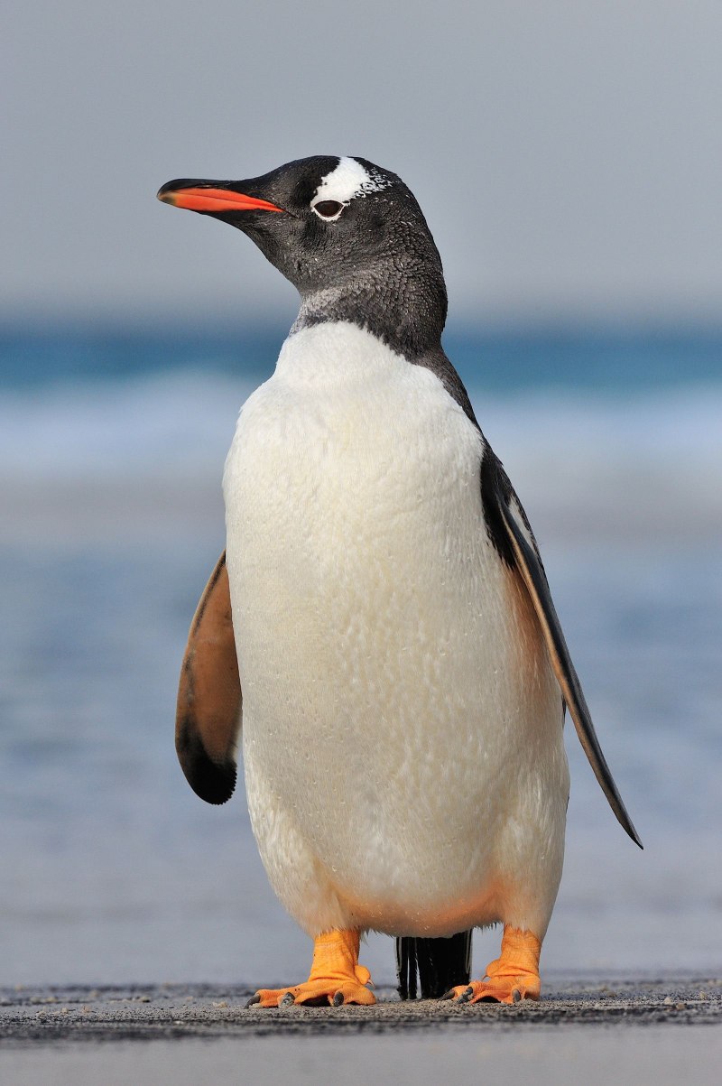 Субантарктический Пингвин