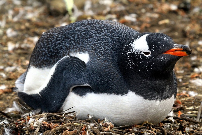 Папуанский Пингвинята птенцы