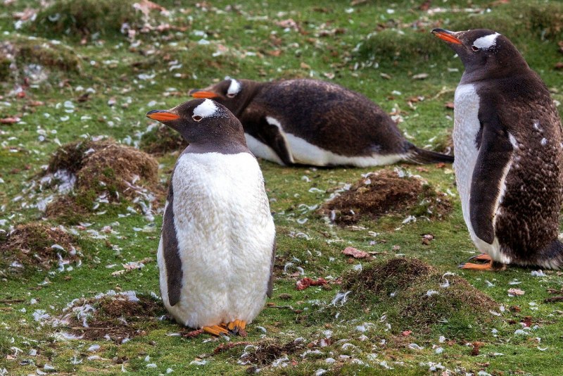 Субантарктические (папуанские) пингвины