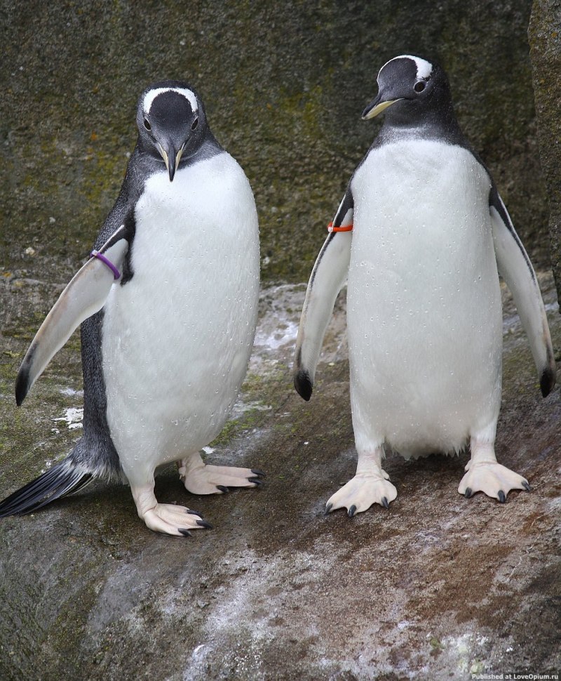 Ныряющий папуанский Пингвин