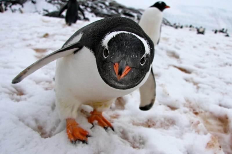 Папуанский Пингвин Антарктида