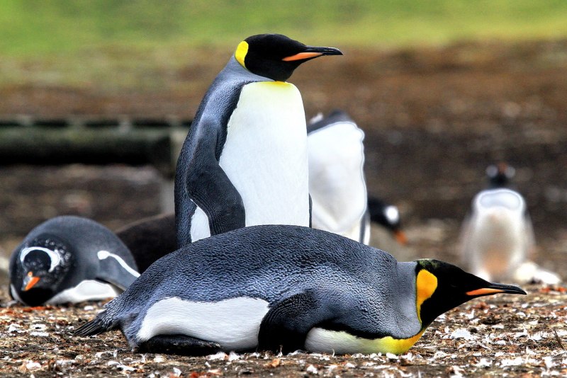 Папуанский Пингвин в Московском зоопарке