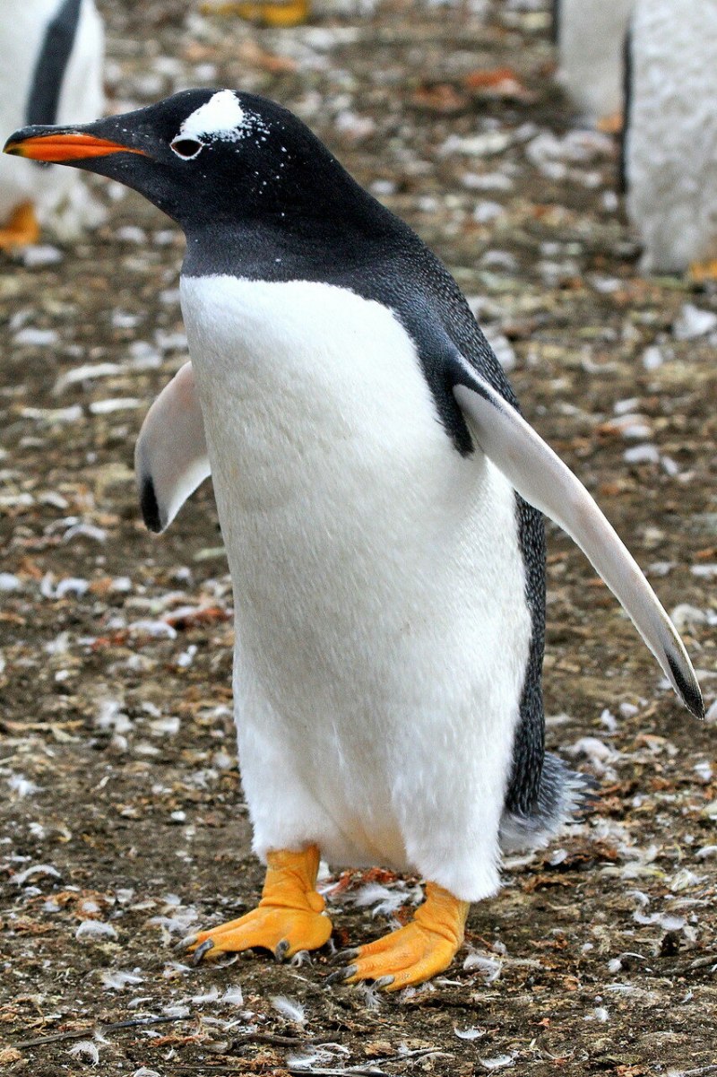 Субантарктический папуанский Пингвин