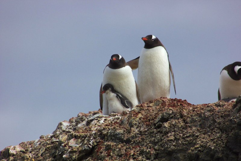 Бородатый Пингвин