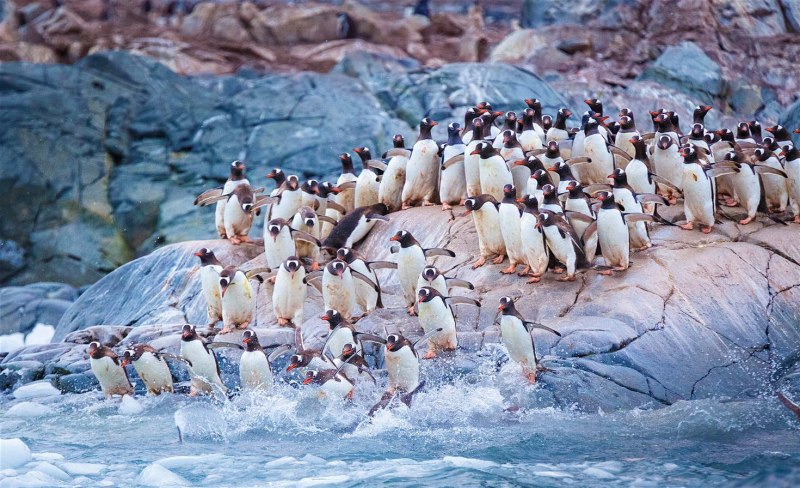 Папуанские пингвины