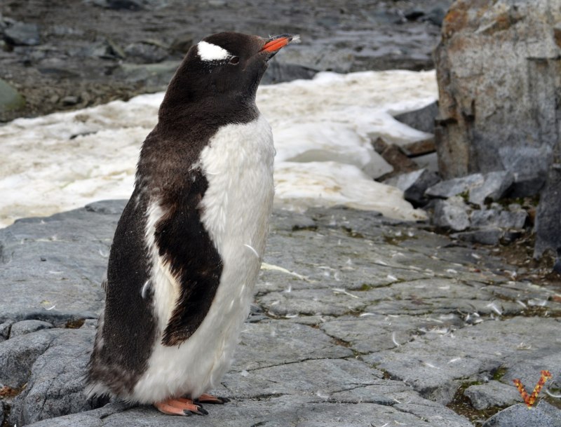 Фолклендские острова папуанские пингвины