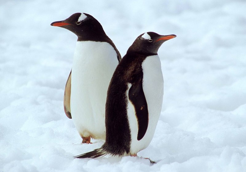 Картин Пингвин Папуа