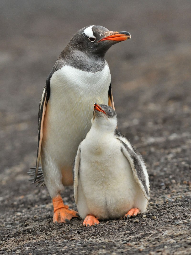 Субантарктический Пингвин