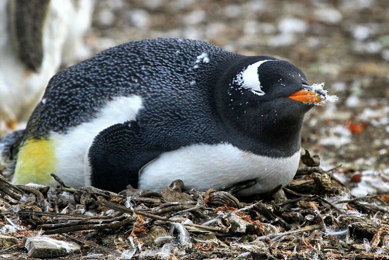 Папуанский Пингвин в Московском зоопарке