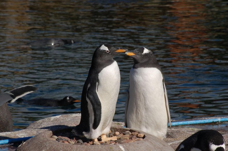 Эдинбургский зоопарк пингвины