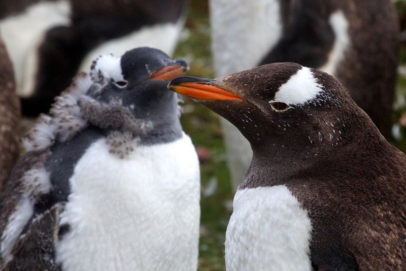 Папуанский Пингвин клюв