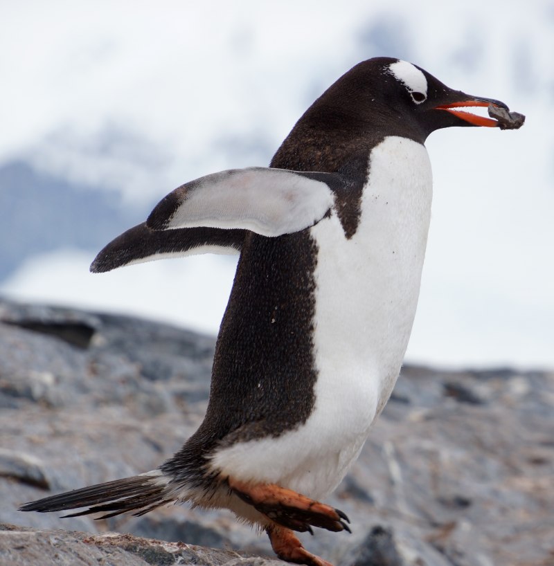 Дженту Пингвин Дженту
