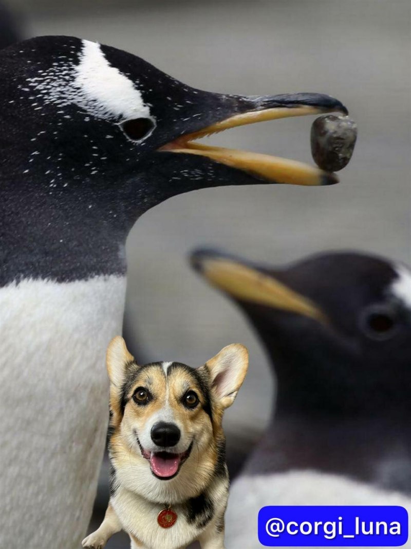 Дженту Пингвин Дженту