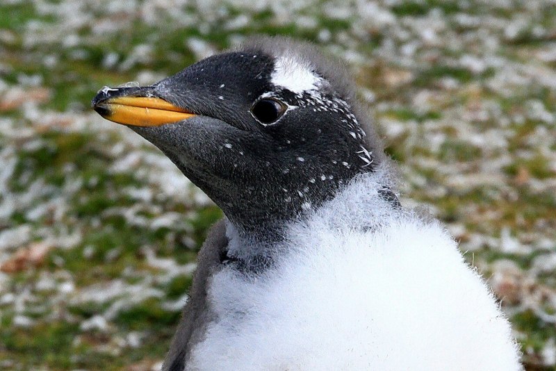 Папуанские пингвины стая