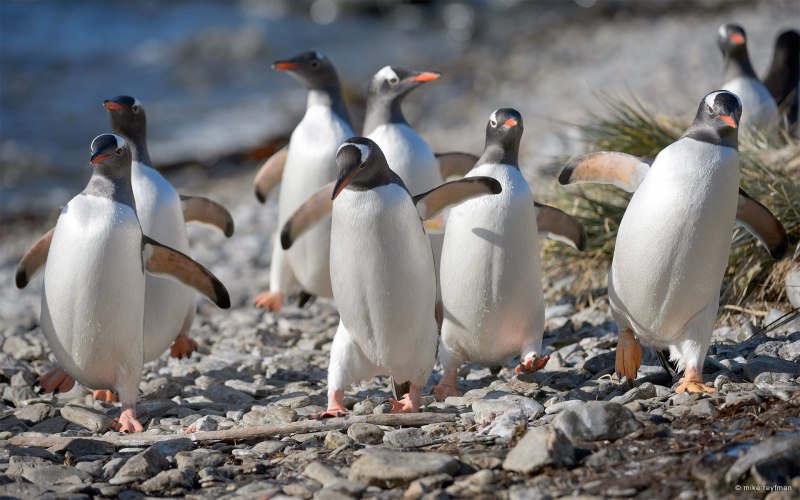 Папуанский Пингвин Антарктида