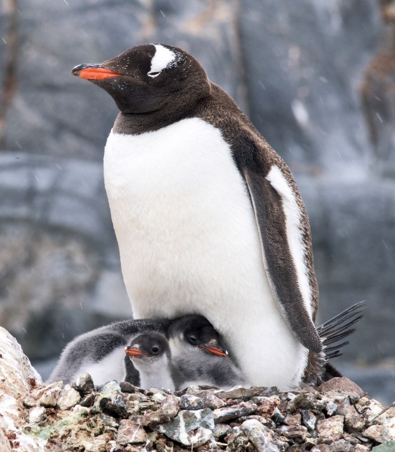 Пингвины едят мхи