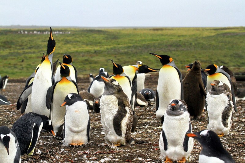 Роев ручей Пингвин папуанский