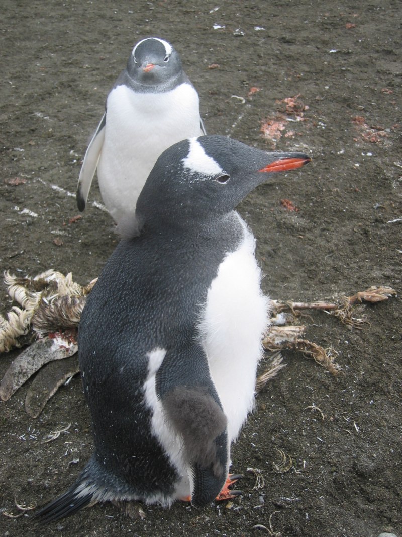 Субарктический Пингвин