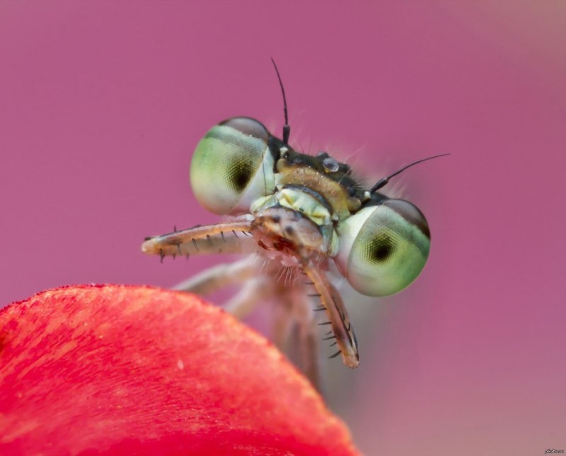 Макросъемка на рабочий стол