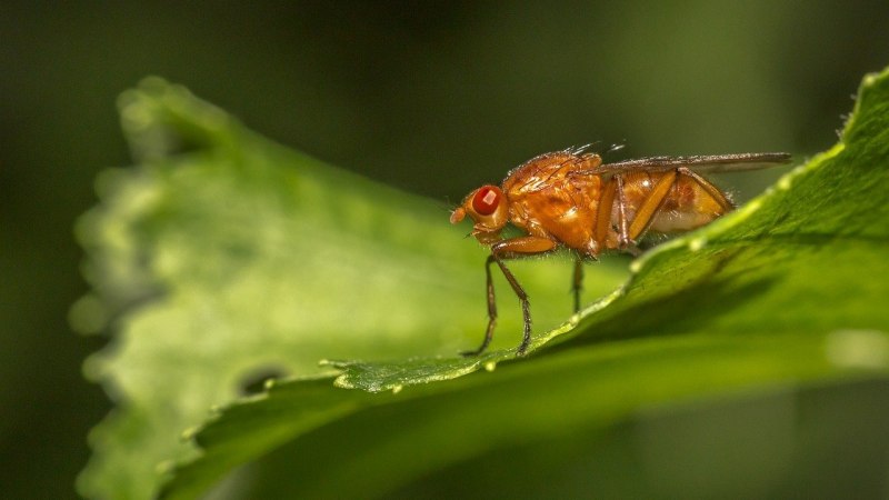 Красно зеленая Муха с жалом