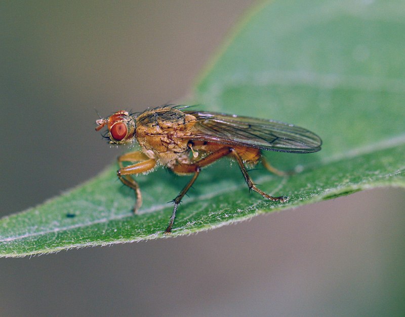 Короткоусые Двукрылые