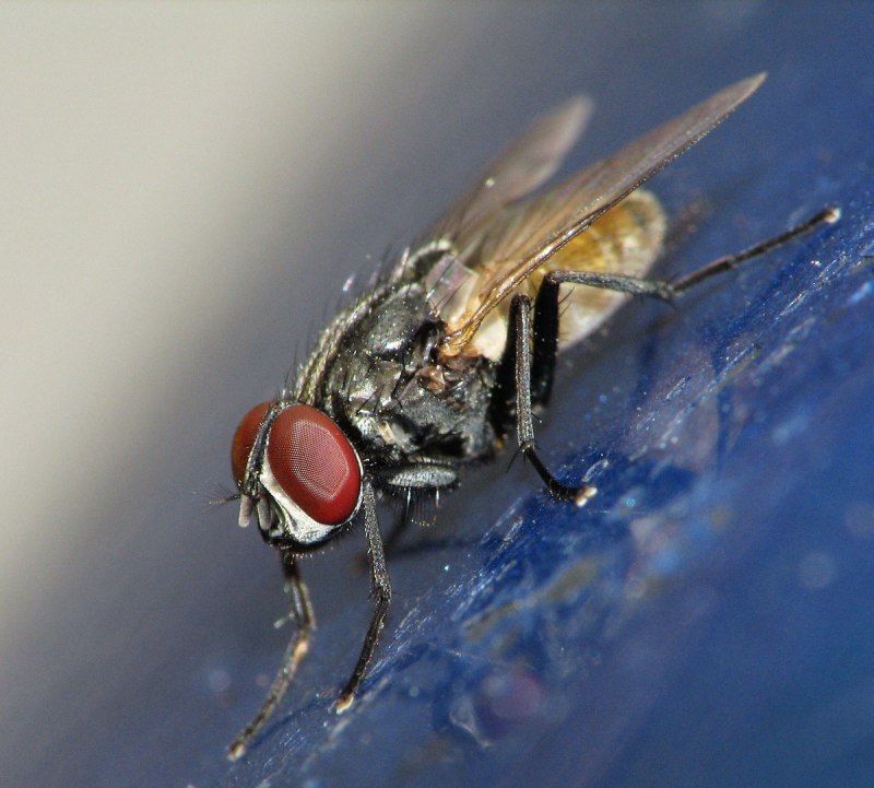 Мясная Муха