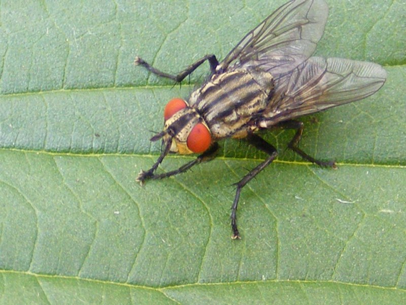 Diptera Двукрылые