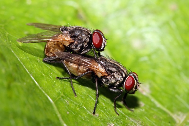 Муха домашняя Musca domestica