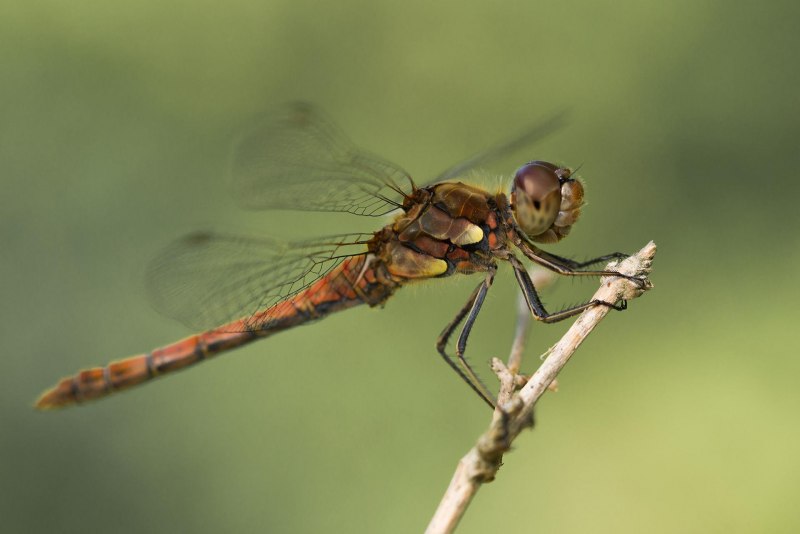 Насекомое Алиса насекомое трамвайчик